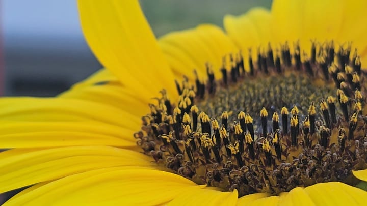 Flowerrr